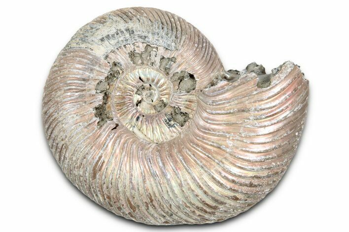Iridescent, Pyritized Ammonite (Quenstedticeras) Fossil - Russia #337344